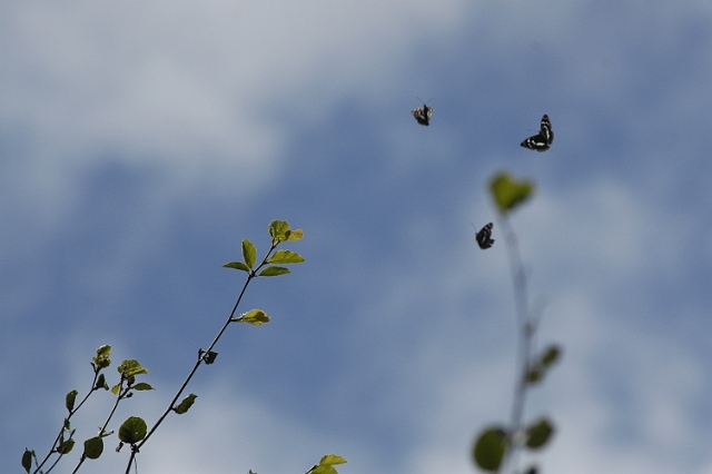 purple emperor butterfly-3.JPG - 3 PURPLE EMPERORS IN FLIGHT - GOOSE GREEN, HANTS - (MAYBE A UNIQUE PICTURE) - 14.7.08